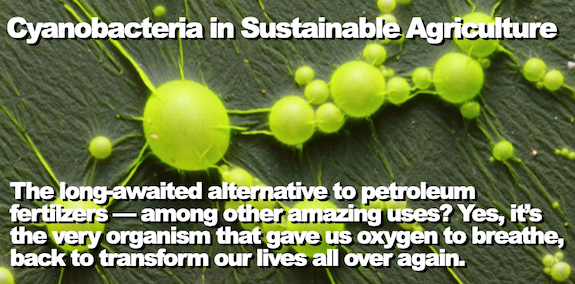 Cyanobacteria in Sustainable Agriculture 