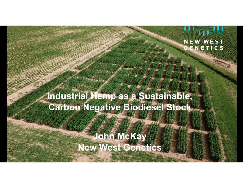 Hemp Grain : The Digest’s 2022 Multi-Slide Guide to New West Genetics
