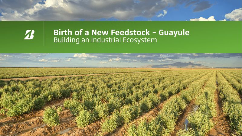 Bridgestone’s New Feedstock for Natural Rubber: The Digest’s 2022 Multi-Slide Guide to Guayule
