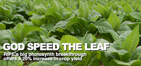 Speed-the-Leaf: RIPE’s photosynthesis breakthru offers a 20% increase in crop yield