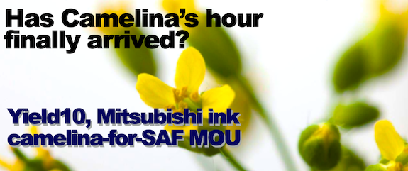 Yield10, Mitsubishi ink camelina-for-SAF MOU: Has camelina’s hour arrived?